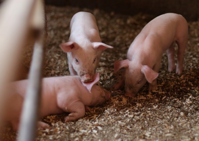 Pojava afričke svinjske kuge u Njemačkoj potaknula strah od kineske zabrane uvoza