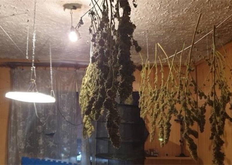 [FOTO] Policija banula na vrata Osječaninu koji je uzgajao marihuanu: Pogledajte što su zatekli