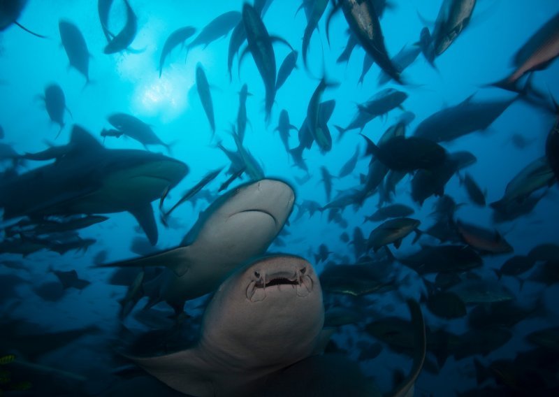 Potraga za čarobnim skvalenom: Utrku za cjepivom protiv Covida-19 životima bi moglo platiti čak 500.000 morskih pasa