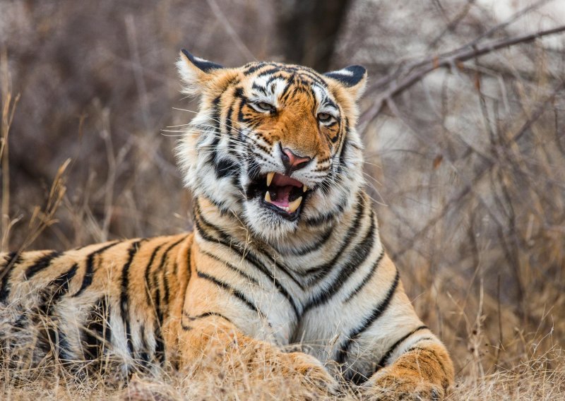 Tigar u Indiji usmrtio osam ljudi, traje potraga