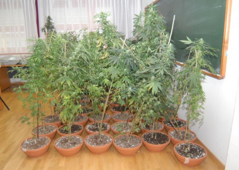 U Promini i Varaždinu zaplijenjeno tridesetak stabljika marihuane