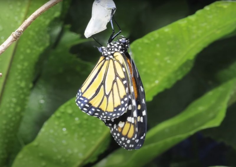 Pogledajte ubrzani preobražaj leptira monarha