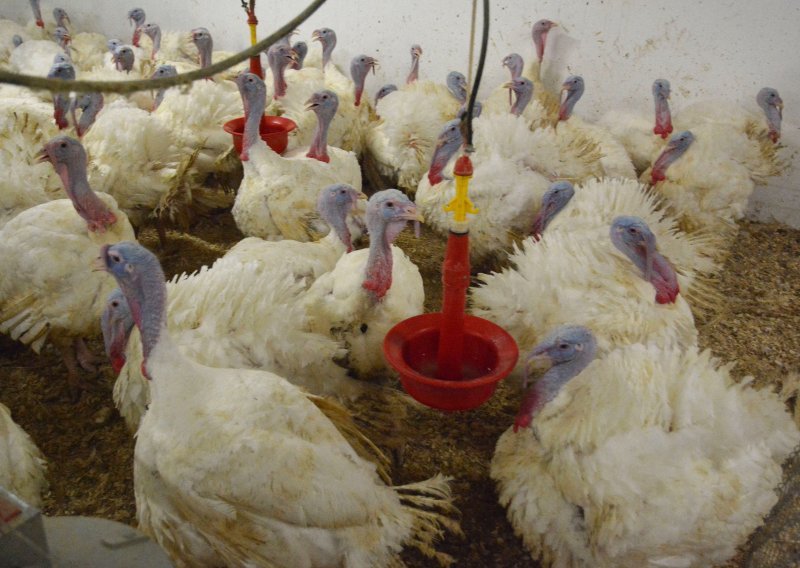 Na Vindijinoj farmi purana pojavila se ptičja gripa, počela eutanazija