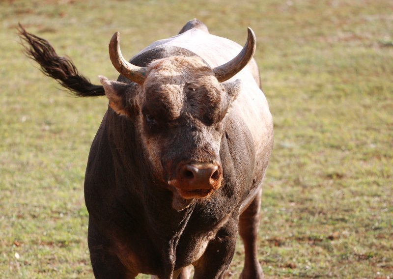 Potraga za bikom u Slatini; Mesoprerada će se pobrinuti da bik sretno živi na slobodi na farmi u društvu vrsnih krava