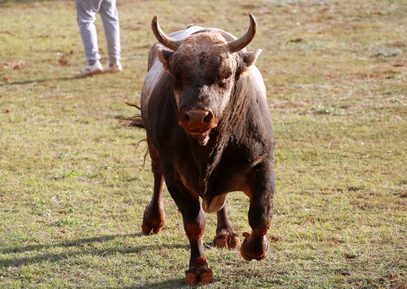 Hrvatski bik Mozilla korišten za uzgoj nove generacije bikova u vodećem svjetskom uzgajalištu simentalaca