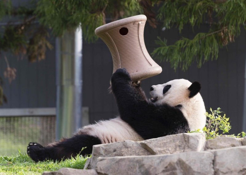 Panda Mei Xiang u zatočeništvu okotila blizance