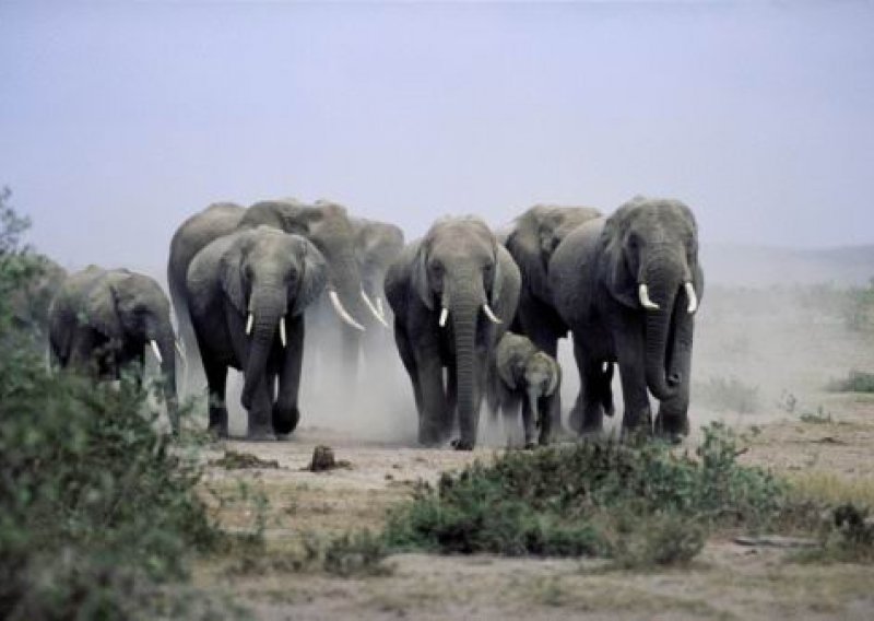 Sarajka preživjela napad krda slonova