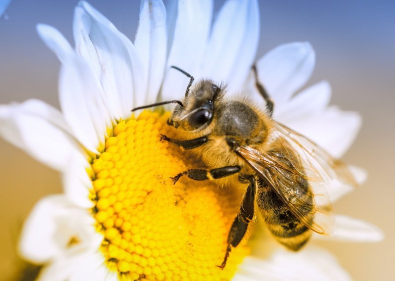 Apsolutno zastrašujuće: broj divljih pčela smanjio se za četvrtinu u samo 25 godina