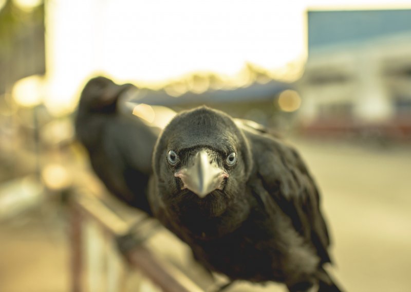 Kakve ptice: Vrane znaju kad ih špijuniraju!