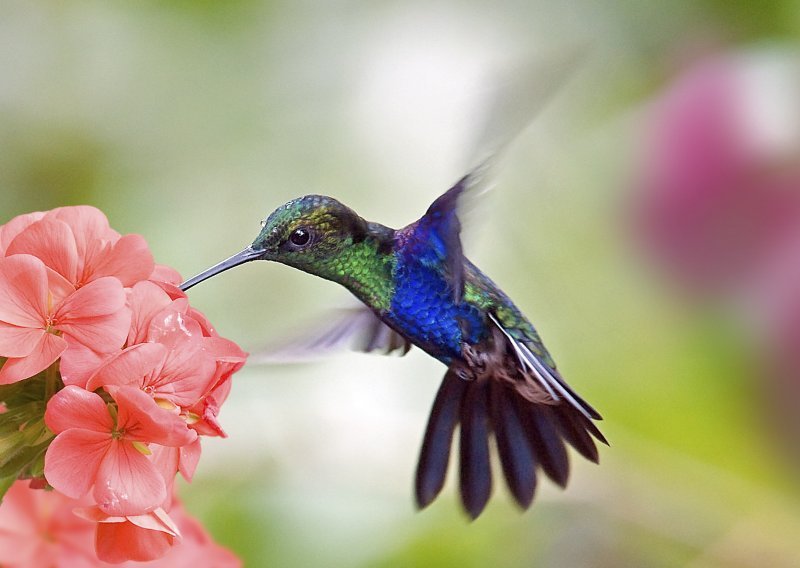 Tko bi rekao da i kolibrići mogu biti ljubimci