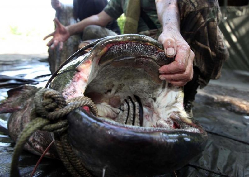 Ribe u Dunavu i Dravi napali parazitski crvi