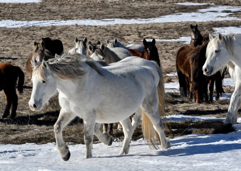 Pokušali ukrasti više od 40 divljih konja nadomak Mostara