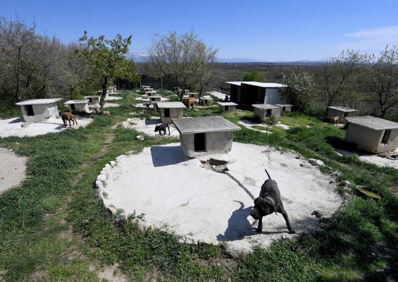 [FOTO] Inspekcijski nadzor na uzgajalištu pasa zadarskoga dilera: 'Zanemarivani su, vrlo su agresivni i nisu cijepljeni...'