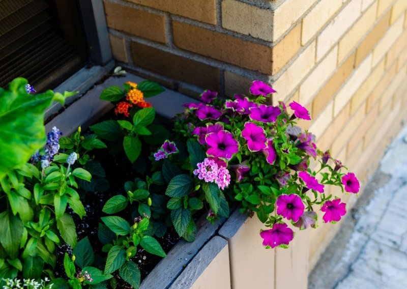 Ljepota malih vrtova: Najbolji savjeti za uzgoj cvijeća na prozoru