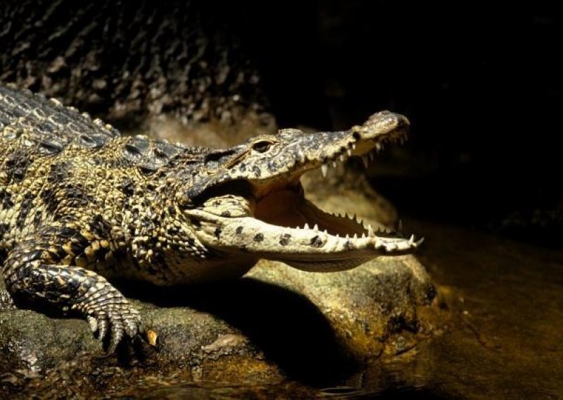 Njemačka policija uhitila krokodila