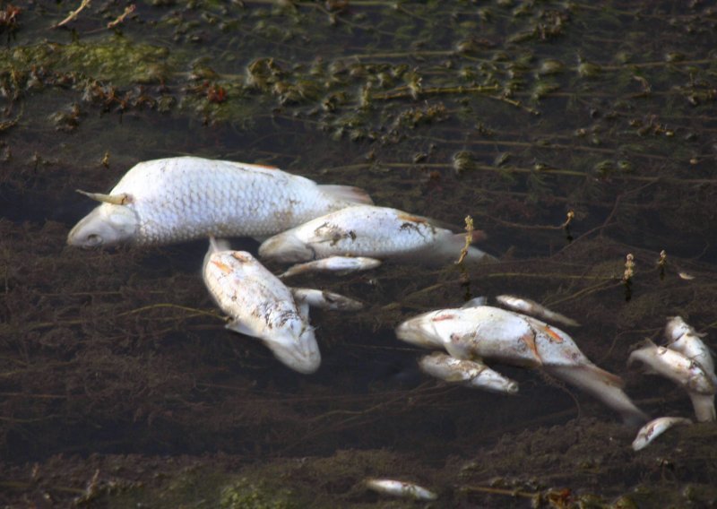 Pomor ribe na Županjskim virovima