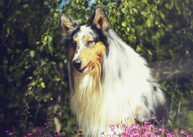 Ne tugujte za Lassie ako se ne vrati kući: Dugodlaki škotski ovčar najagresivnija je pasmina