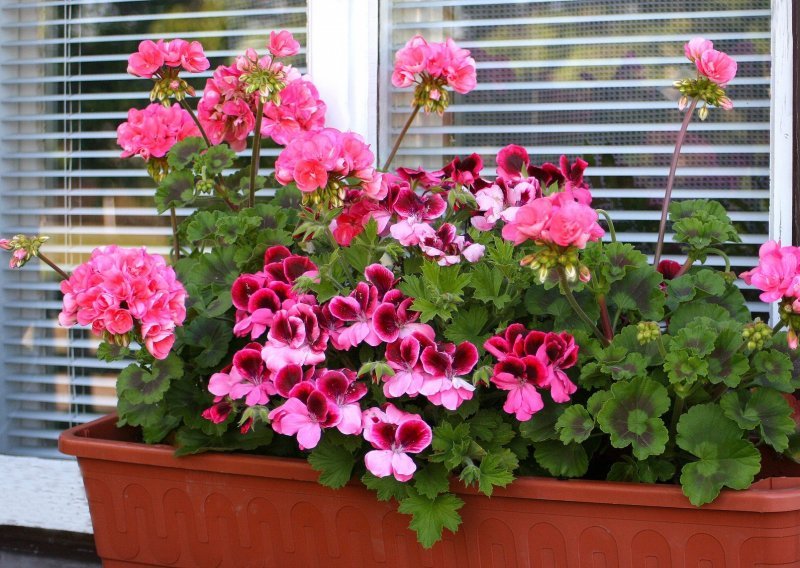 Prekrasne i jednostavne pelargonije: Kako uzgajati omiljeno cvijeće za balkone i terase?