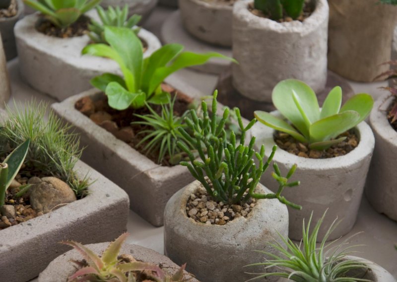 Ove efektne biljke zahvalni su stanovnici svakog vrta ili balkona; evo kako ih njegovati
