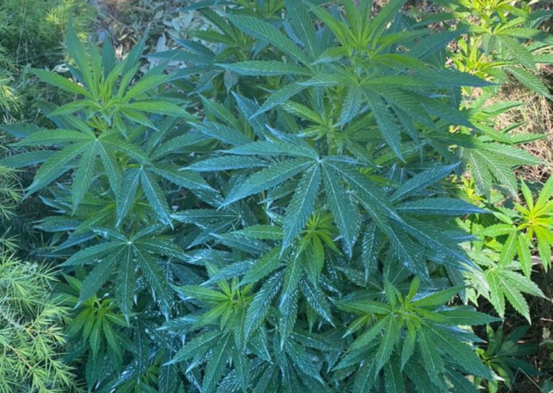 Policija na Braču kod jednog muškarca pronašla 44 stabljike marihuane, a kod drugog u Splitu 30 grama amfetamina