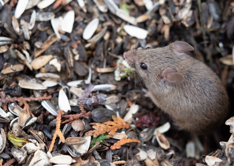 Stručnjak o mišjoj groznici u Hrvatskoj: 'Povećan je broj oboljelih. To je bolest koja može biti teška'