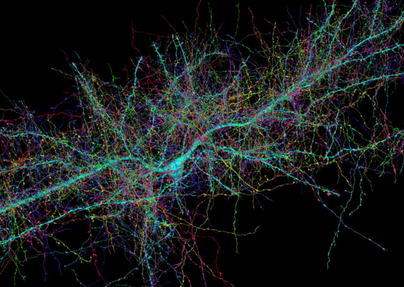 Nevjerojatno složeno: Pogledajte fascinantnu trodimenzionalnu mapu komadića ljudskog mozga