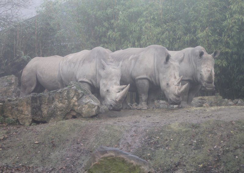 U Kini otkrivena nova vrsta divovskog nosoroga, većeg od žirafe