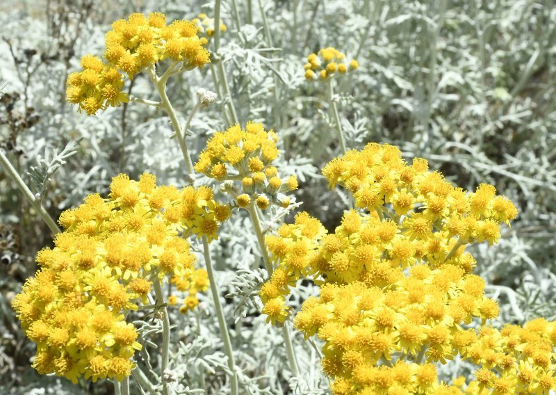 Što morate znati o uzgoju ovog mediteranskog bilja raskošnih cvjetova i prepoznatljivog mirisa