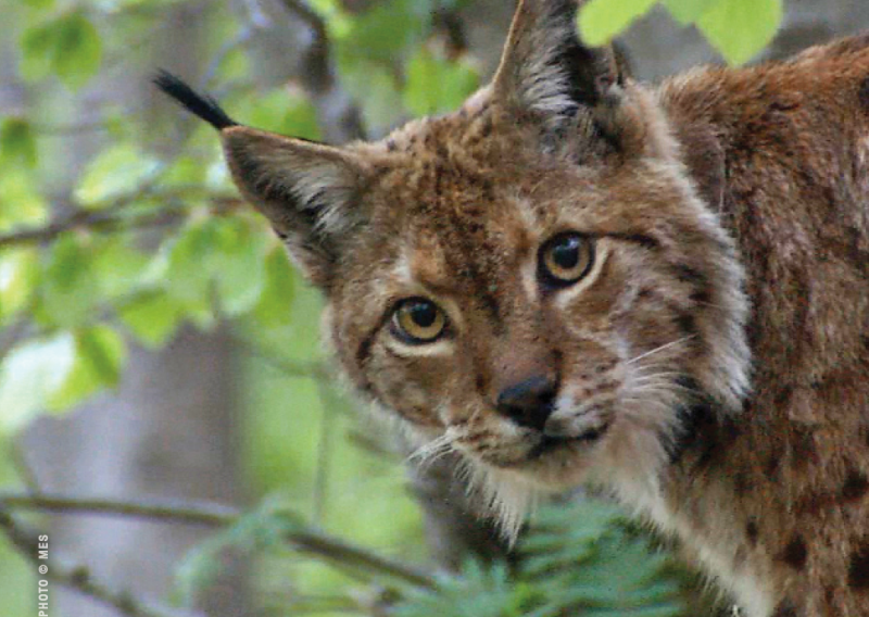 WWF & HIGHLANDER - hvalevrijedno partnerstvo u predanoj službi očuvanja našeg drugog doma