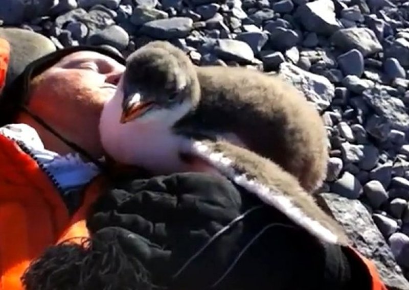 Beba pingvin se prvi put susreće s čovjekom