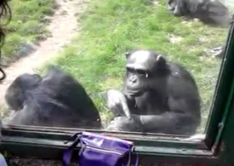 Čimpanza uporno pokušava zaviriti u žensku torbicu