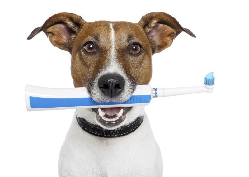 Znate li koliko je važna dentalna higijena ljubimca?