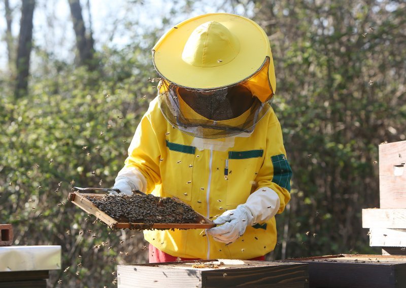Pčelarima stiže tri milijuna kuna pomoći, loše proljeće 'obralo' medonosnu pašu, gubici i do 100 posto