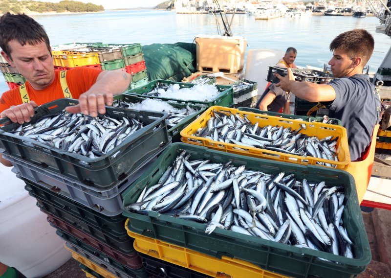 Jadransko more slanije je nego ikad. Prijeti li kolaps ribarstva?