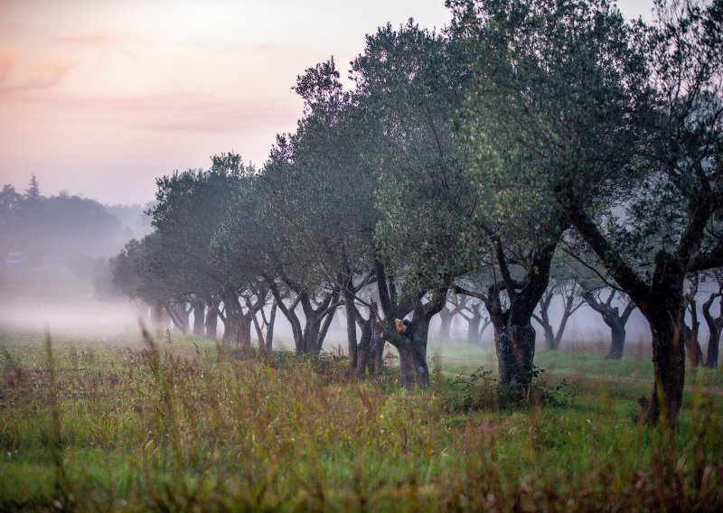 Podbacio urod maslina u Istri, čini se kako nas čekaju paprene cijene ulja