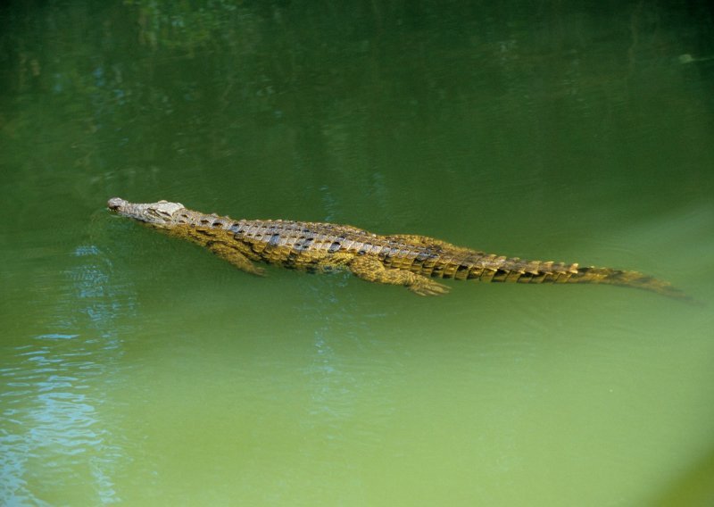 Ohrabreni 'lockdownom' u Kostarici, krokodili se s ljudima bore za teritorij