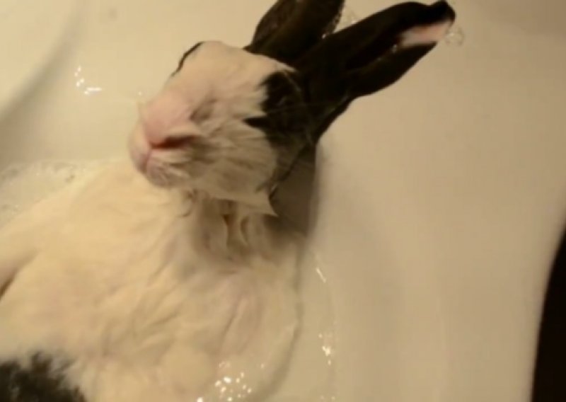 Nećete vjerovati kako zec uživa u kupanju
