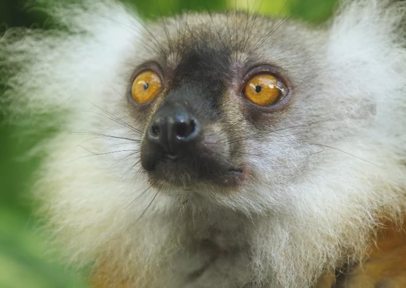 Lemuri se također drogiraju – ali slučajno!