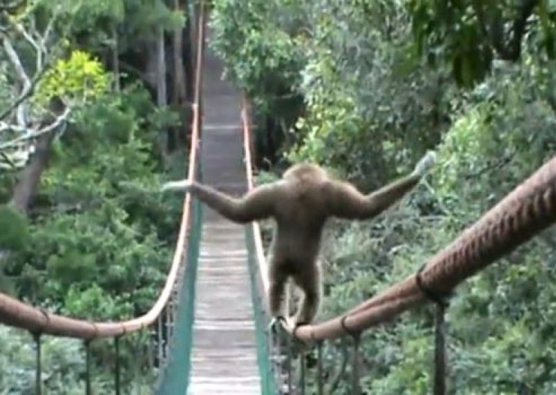 Gibon prelazi most kao pravi akrobat