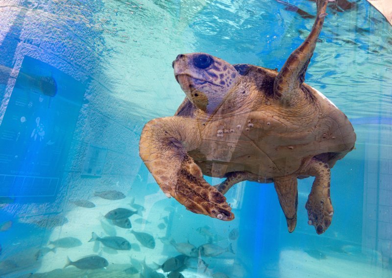 Zabranili smo plastične vrećice, ali to je tek početak: Pročitajte zašto će vam glavate želve biti zahvalne ako ne bacate čepove u more