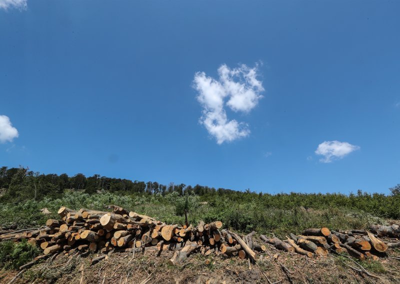 Netko je posjekao 10 tisuća četvornih metara državne šume, Sesvećani ljuti na Državni inspektorat