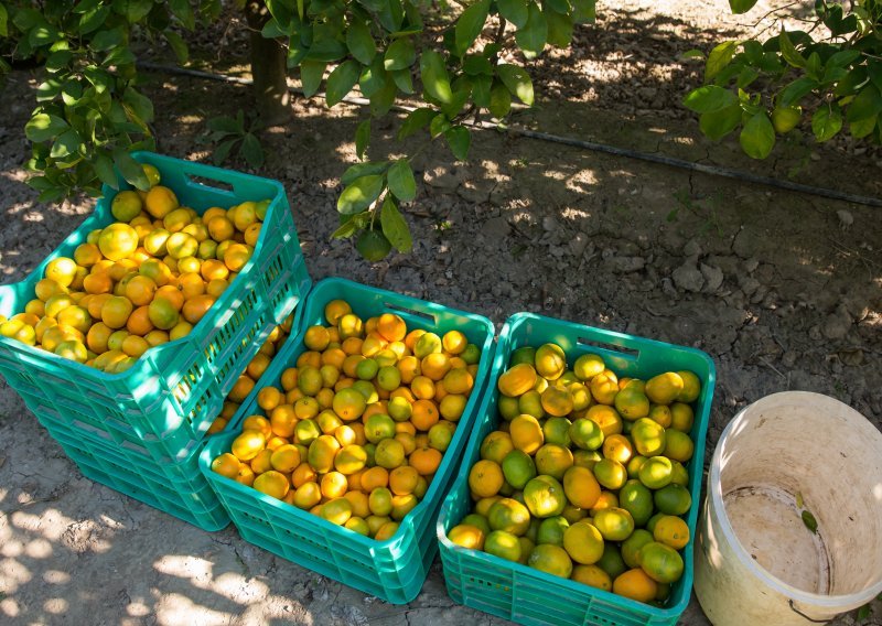 Objavljene upute epidemiolga za berbu mandarina