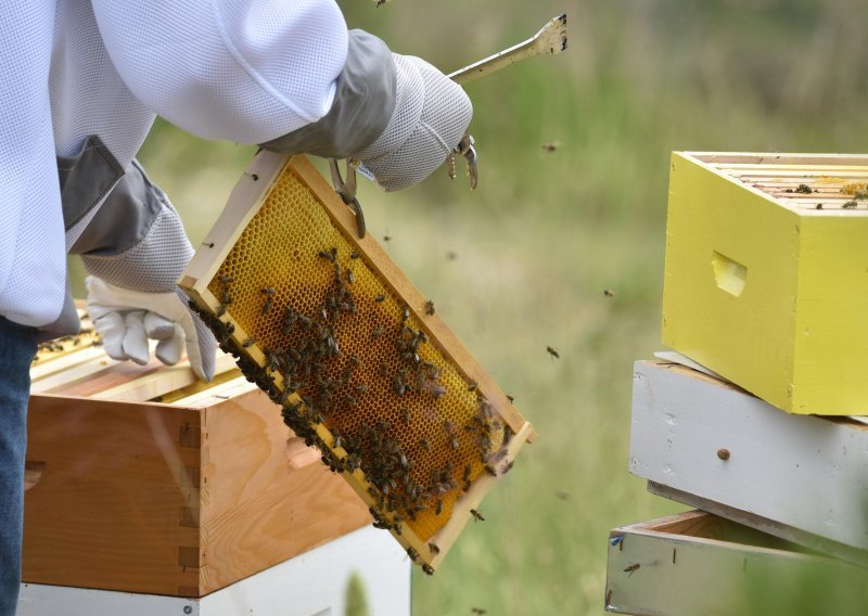 Francuskim pčelarima loše se piše: Bit će to najgora berba u povijesti