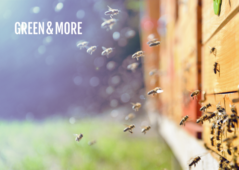 Žlica meda dnevno je naš novi omiljeni zdravstveni ritual, a tek kad otkrijete Green&More medove