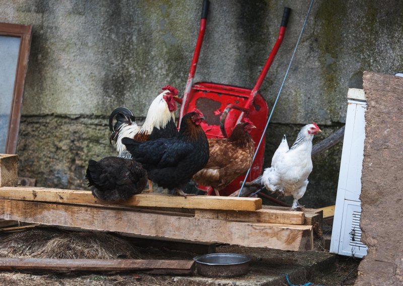 Ministarstvo poljoprivrede upozorava vlasnike peradi da pojačaju sigurnosne mjere zbog ptičje gripe