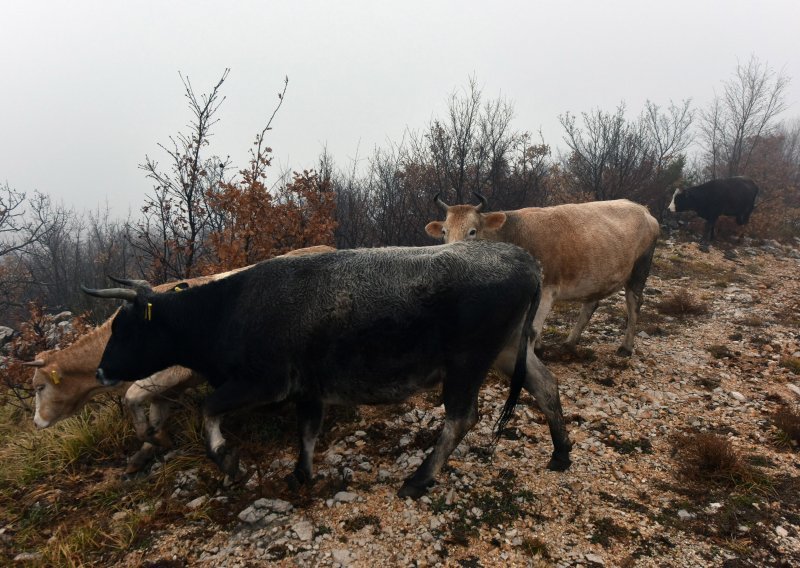 Napuštene životinje zadaju glavobolju poljoprivrednicima u dolini Neretve: Ministarstvo dalo nalog da ih se ubije, protiv Prijatelji životinja ali i Hrvatsko lovačko društvo