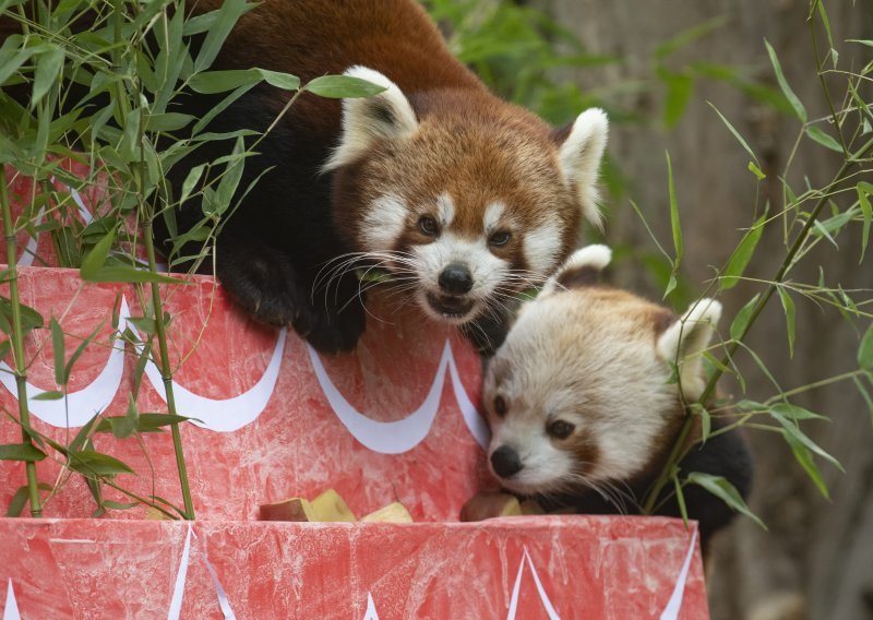 [FOTO/VIDEO] Međunarodni je dan crvenih pandi: Pogledajte kako su u torti koju su dobili na dar uživali preslatki Ema i Popi