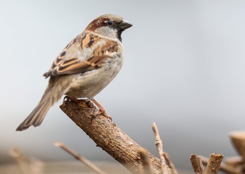 U Europi u 40 godina nestalo 600 milijuna ptica, od toga 247 milijuna vrabaca