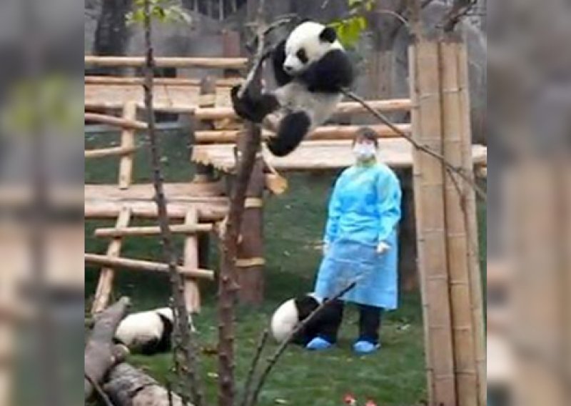 Evo kako bebe pande vježbaju penjanje