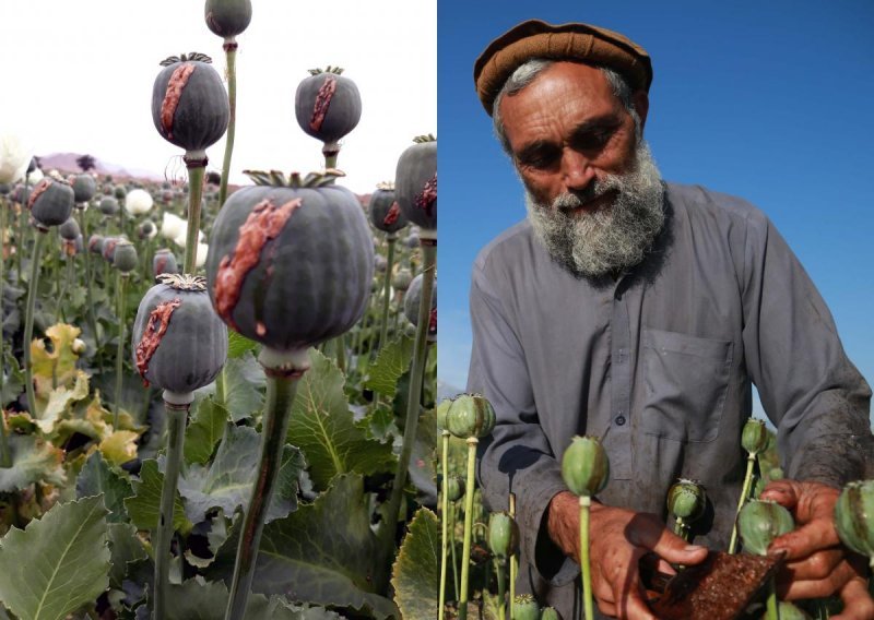 Vratili se talibani, vraća se i sirovina za drogu: Afganistanci masovno sijeku nasade šipka i ponovo sade opijum, posljedice su neslućene